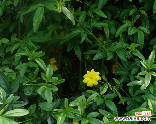 保护绿色家园,维护苗木健康 绿化苗木脱脚的原因及预防措施