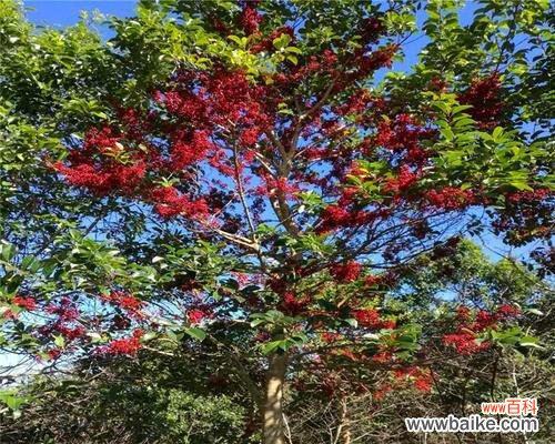 保护绿色家园,维护苗木健康 绿化苗木脱脚的原因及预防措施