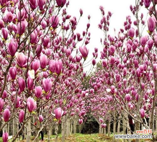 保护绿色家园,维护苗木健康 绿化苗木脱脚的原因及预防措施