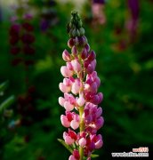 用鲜花传递爱与希望，感受鲁冰花的花语 鲁冰花的花语