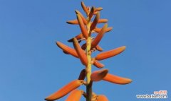 探索芦荟的花语与美肤养颜之道 芦荟的花语