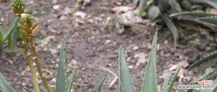 探索芦荟的花语与美肤养颜之道 芦荟的花语