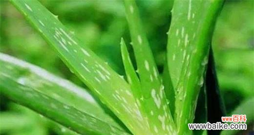 探索芦荟的花语与美肤养颜之道 芦荟的花语