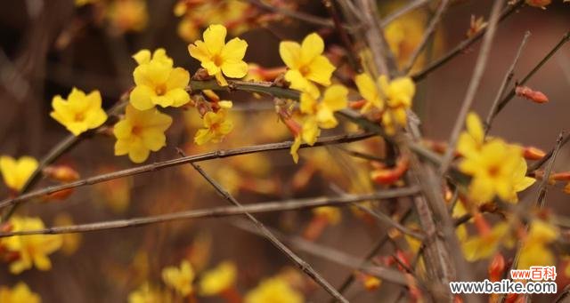 了解落叶灌木的生态特征和不同分类 落叶灌木的特点与分类