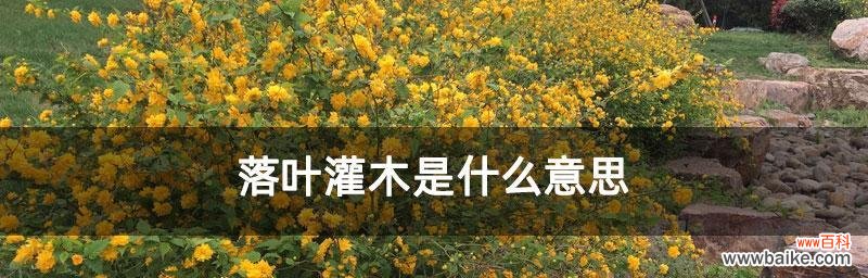 了解落叶灌木的生态特征和不同分类 落叶灌木的特点与分类