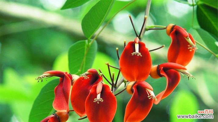 了解落叶灌木的生态特征和不同分类 落叶灌木的特点与分类