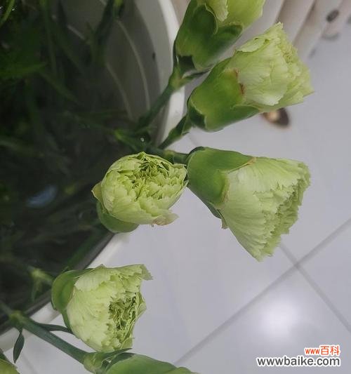 用绿色康乃馨传达温暖与希望 绿色康乃馨的花语