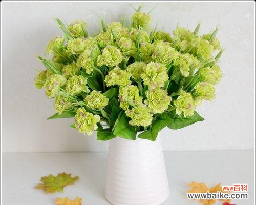 用绿色康乃馨传达温暖与希望 绿色康乃馨的花语