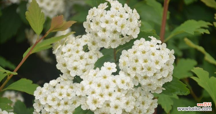 探寻麻叶绣线菊的内涵与魅力 麻叶绣线菊的花语及其神秘之处