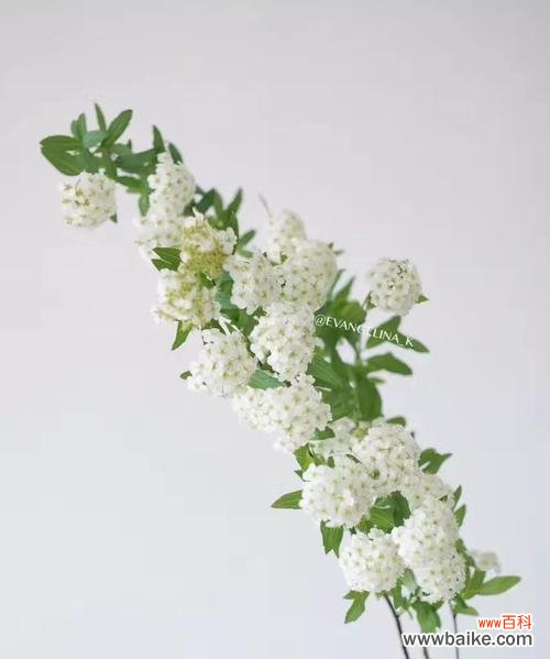 探寻麻叶绣线菊的内涵与魅力 麻叶绣线菊的花语及其神秘之处