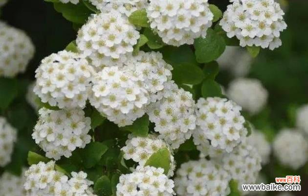 探寻麻叶绣线菊的内涵与魅力 麻叶绣线菊的花语及其神秘之处