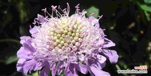 以落羽杉为主题的花语与意义 寓意花开落羽杉,生命之美