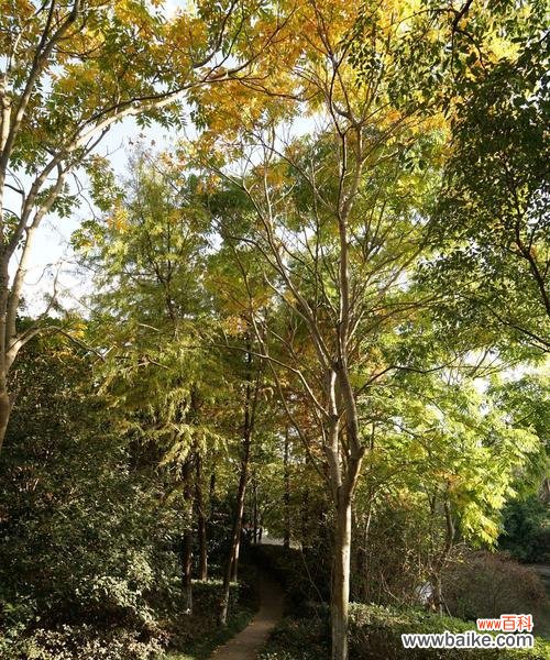 以落羽杉寓意为主题,探讨其生命力和坚韧品质 落羽杉——生命与坚韧的象征