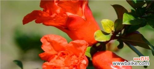 探索石榴花的象征意义 石榴花