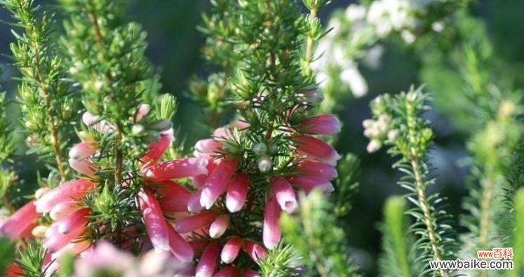 石楠花的花语及其表达的情感和含义 石楠花