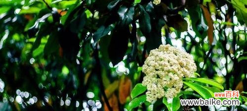 石楠花的花语传递出的力量与情感 石楠花的花语