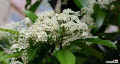 探秘石楠花的花语与特点 石楠花