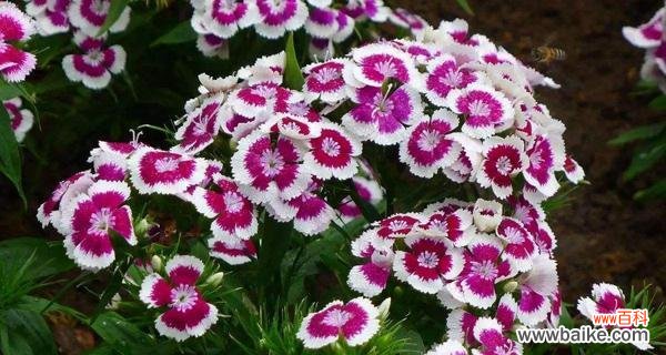 追寻坚韧力量的花海之旅 石竹花