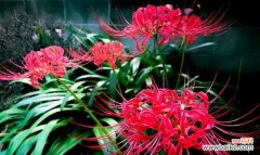 春天的希望与坚强 石蒜花的寓意