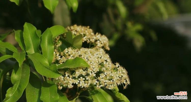 表达深情的花语与传说 石楠花