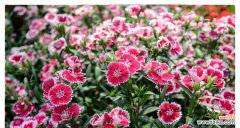 探寻石竹花的象征意义与文化内涵 石竹花之美与寓意