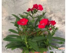 探寻石竹梅花语的文化内涵与艺术魅力 石竹梅花语的美丽与含义