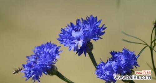 探寻矢车菊的深层含义 矢车菊的花语与寓意