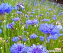 追求真爱的浪漫之花 矢车菊的花语及象征意义