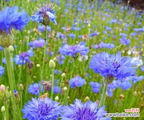 追求真爱的浪漫之花 矢车菊的花语及象征意义