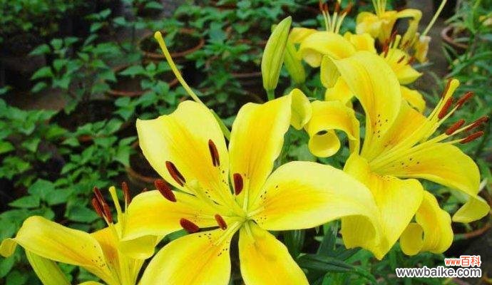 昂斯洛花语的含义是什么？