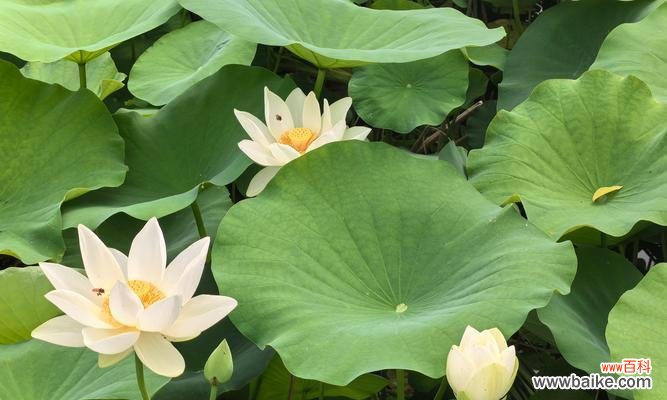 荼扉花代表的含义是什么？