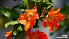 荼扉花代表的含义是什么？