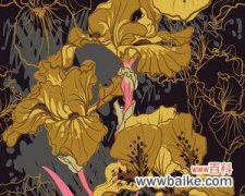 橙色鸢尾花代表什么含义？