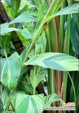 姜和花的花语是什么意思？