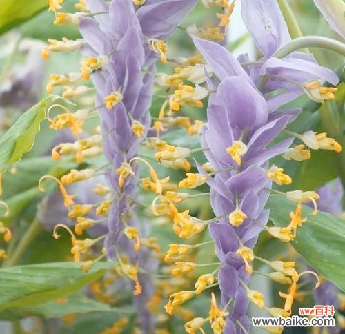 姜和花的花语是什么意思？