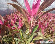 红朱蕉叶的花语代表什么？