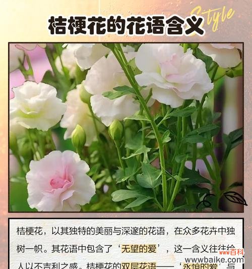 深粉桔梗的花语代表什么？