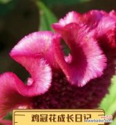 黄鸡冠花的花语含义是什么？