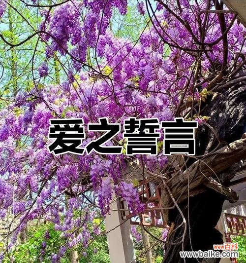 紫藤萝花的花语代表什么？