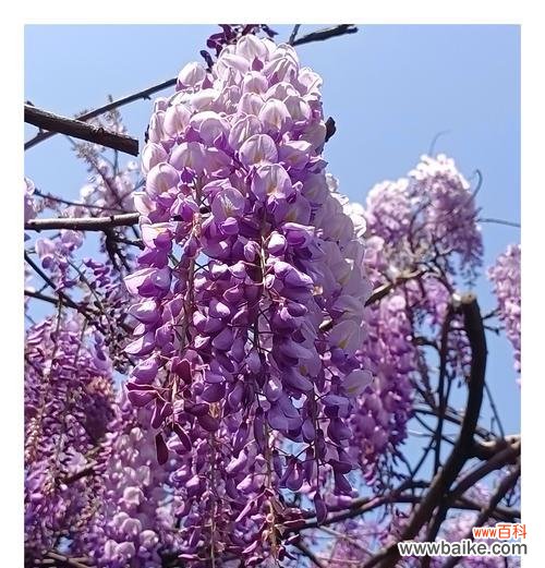 紫藤萝花的花语代表什么？