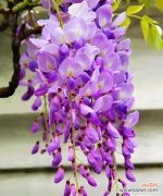 紫藤萝花的花语代表什么？