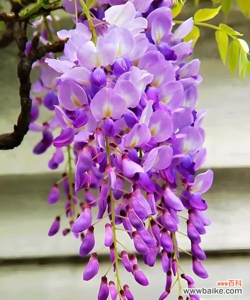 紫藤萝花的花语代表什么？