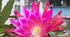 令剪荷花代表的花语是什么？