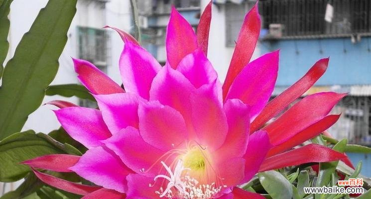 令剪荷花代表的花语是什么?