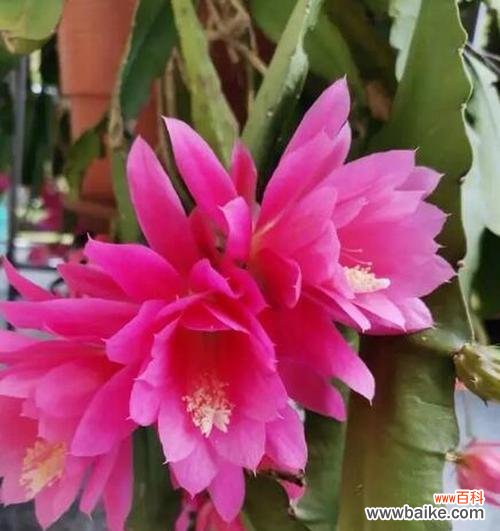 令剪荷花代表的花语是什么?