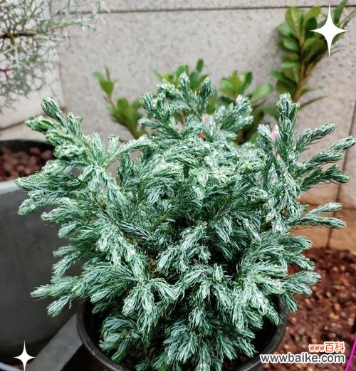 蓝湖柏的花语代表什么含义?