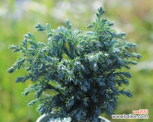 蓝湖柏的花语代表什么含义?