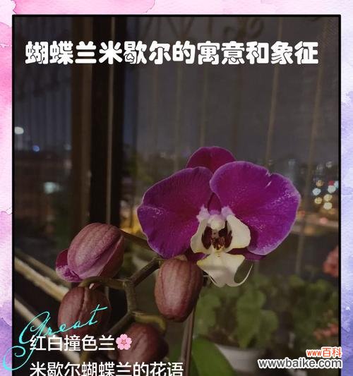 蝴铁兰代表的花语含义是什么?