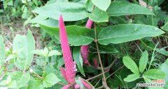 揭示猫尾草的15种神秘意象 猫尾草的花语与寓意