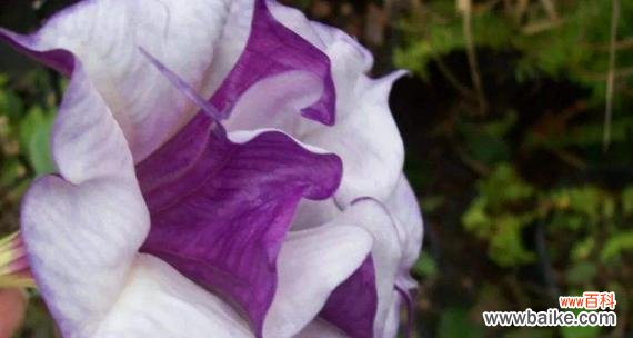 揭开曼陀罗花的神秘面纱，探寻其深层含义 曼陀罗花的花语及其意义